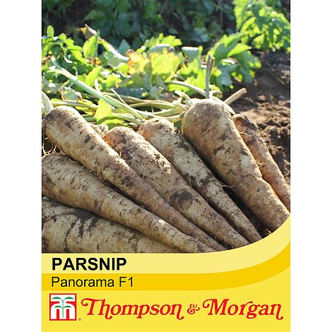 Parsnip Panorama F1 Hybrid Vegetable Seeds