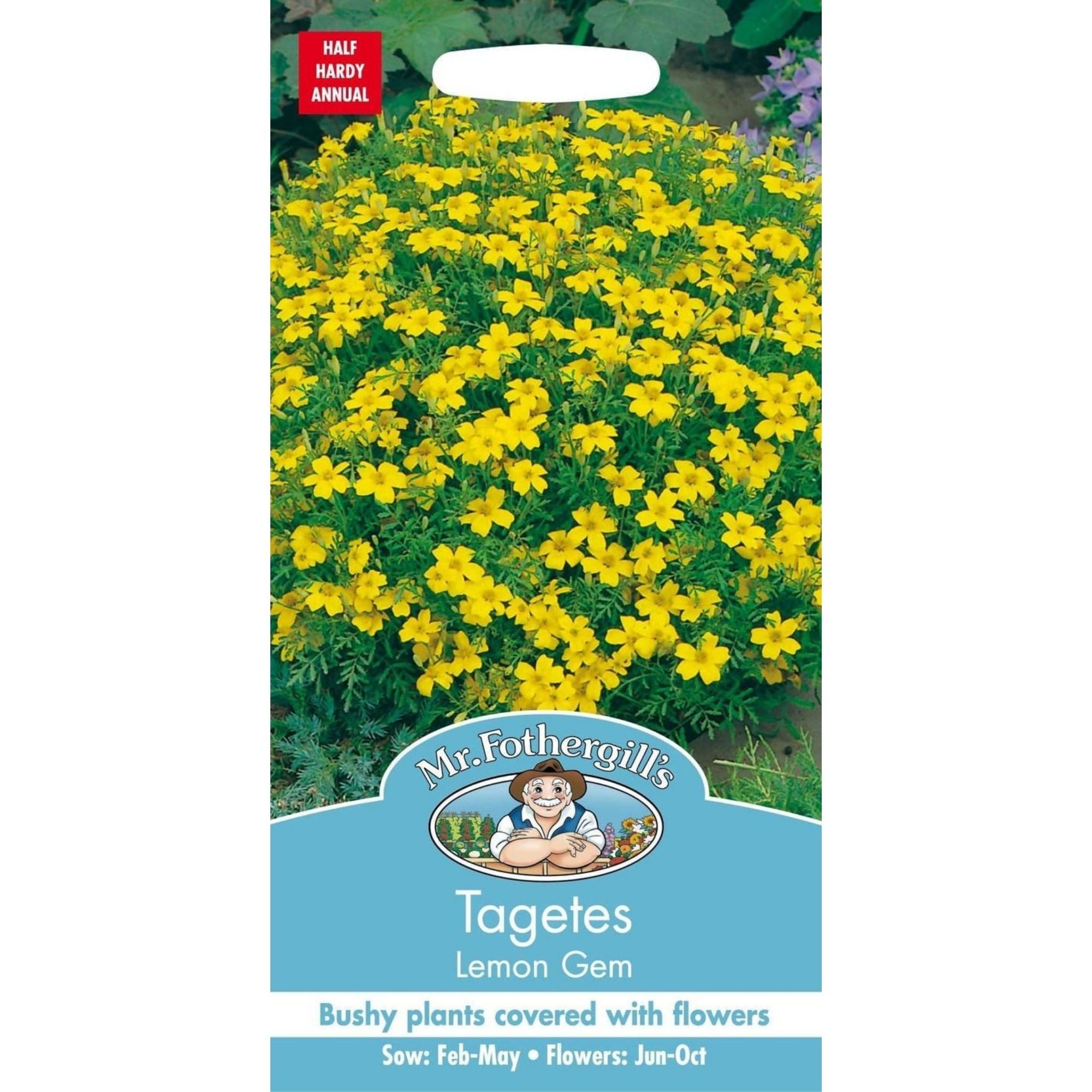 Tagetes Lemon Gem