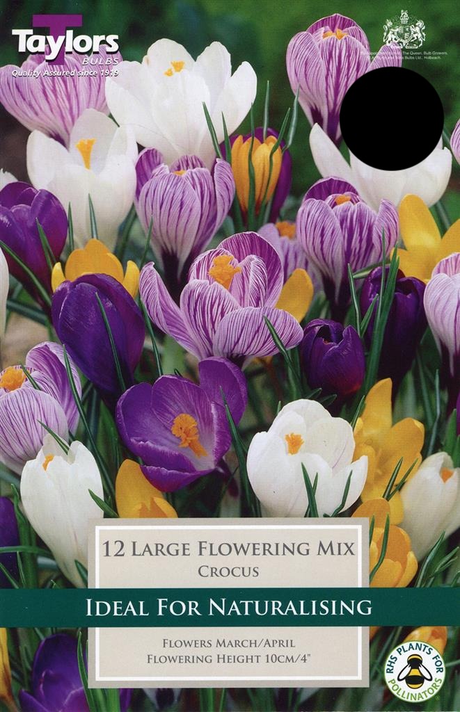 Crocus Mixed