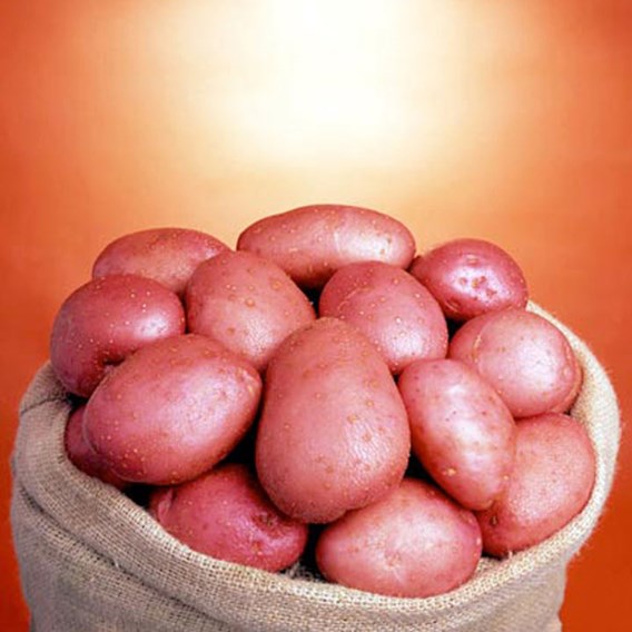 Desiree Main Crop Seed Potatoes 2kg