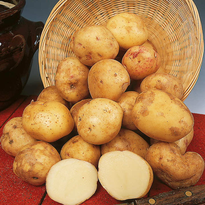 Cara Main Crop Seed Potatoes 2kg