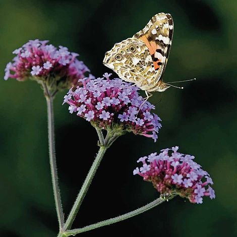 Verbena Bonariensis Flower Seeds