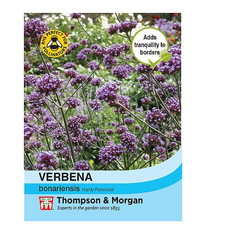 Verbena Bonariensis Flower Seeds