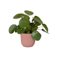 Vibes 16cm Indoor Pot Delicate Pink