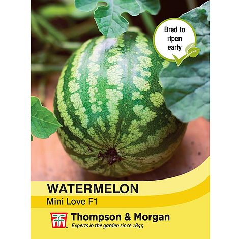 Watermelon Mini Love F1 Hybrid Seeds
