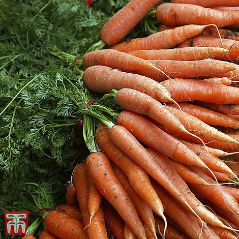 Carrot Norfolk Vegetable Seeds