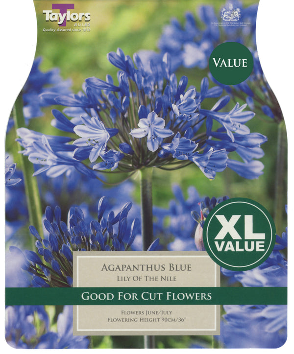 Agapanthus Blue Lily of the Nile (15 Pack)