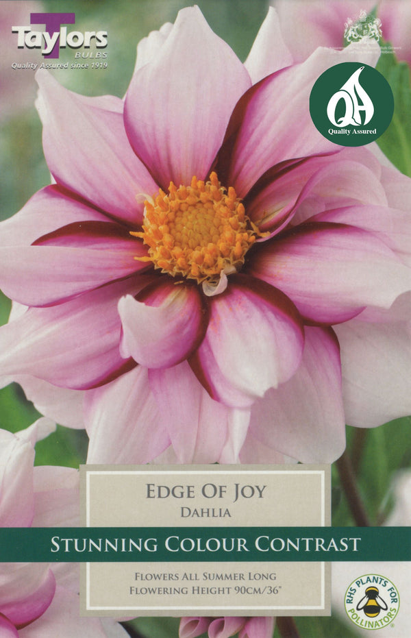 Dahlia Edge of Joy (Single Pack)
