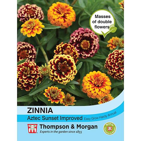 Zinnia Aztec Sunset Improved Flower Seeds