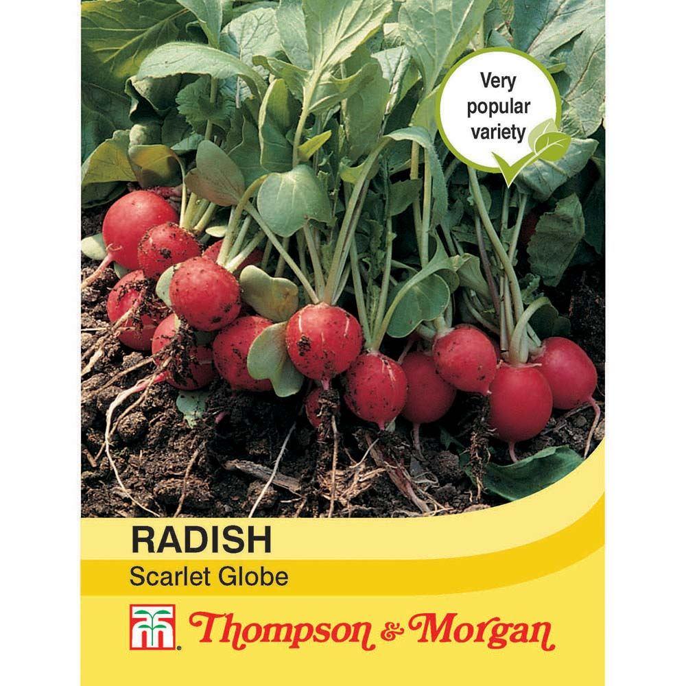 Radish Scarlet Globe Seeds