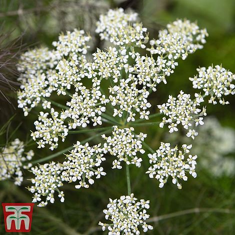 Bishop's Weed (Ammi Majus) Flower Seeds