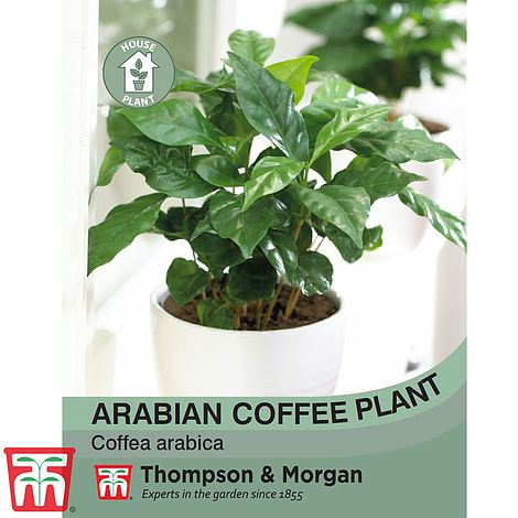 Arabian Coffee Plant Flower Seeds