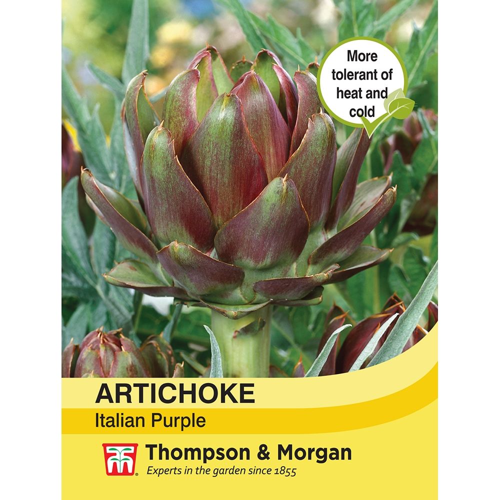 Artichoke Italian Purple Vegetable Seeds