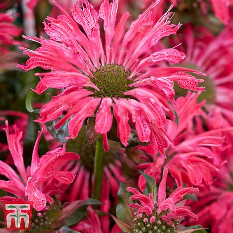 Bee Balm Kew Pollinators Flower Seeds