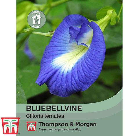 Bluebellvine Flower Seeds