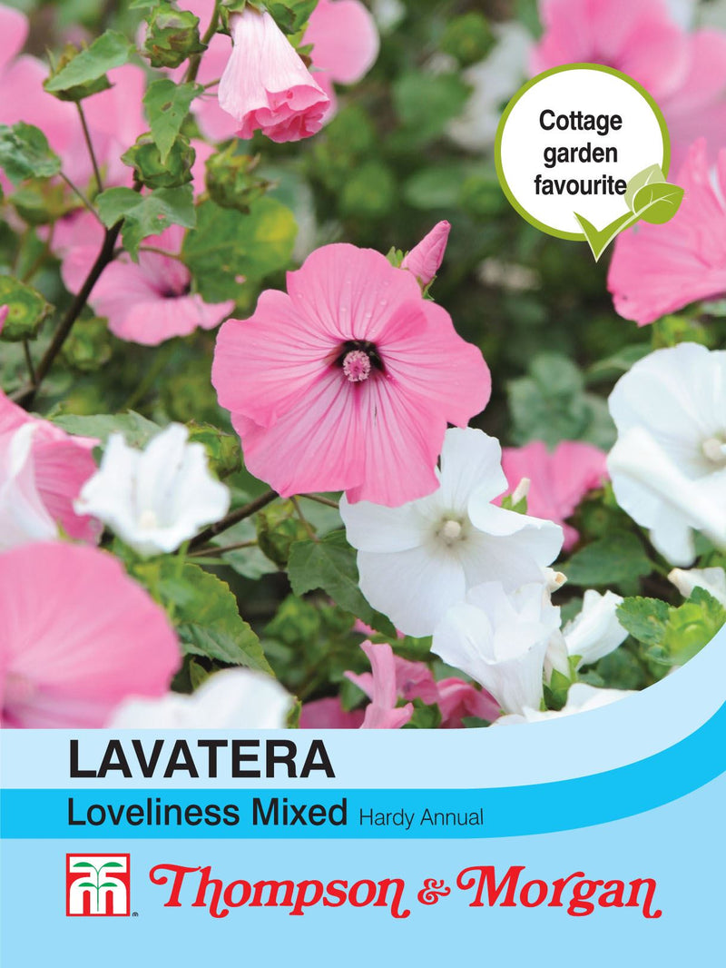 Lavatera Loveliness Mixed Flower Seeds