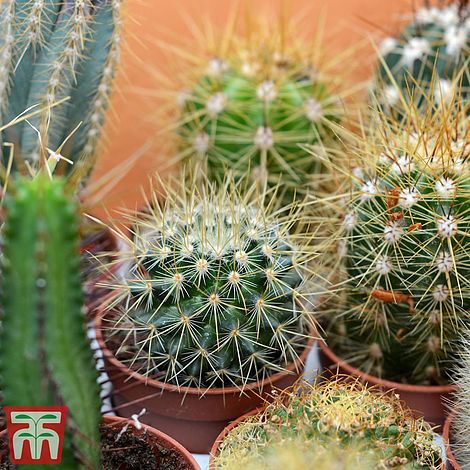 Cactus Mix Flower Seeds