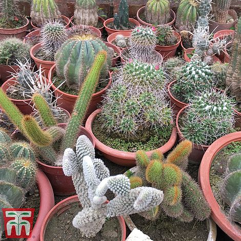 Cactus Mix Flower Seeds