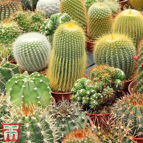 Cactus Mix Flower Seeds