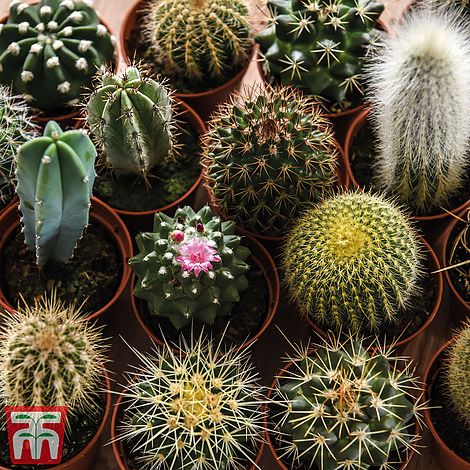 Cactus Mix Flower Seeds