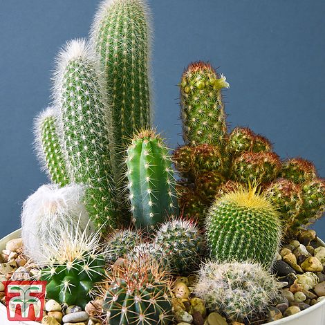 Cactus Mix Flower Seeds