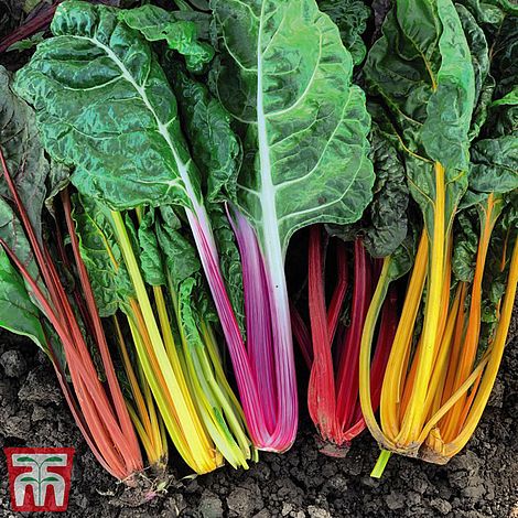 Swiss Chard Celebration Seeds