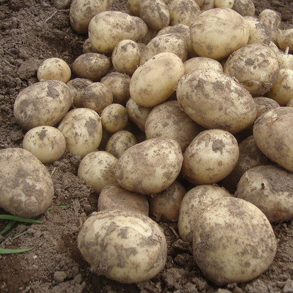 Charlotte Second Early Seed Potatoes 2kg