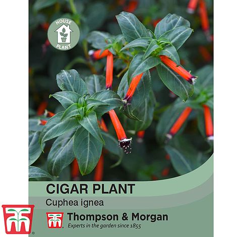 Cigar Plant Flower Seeds