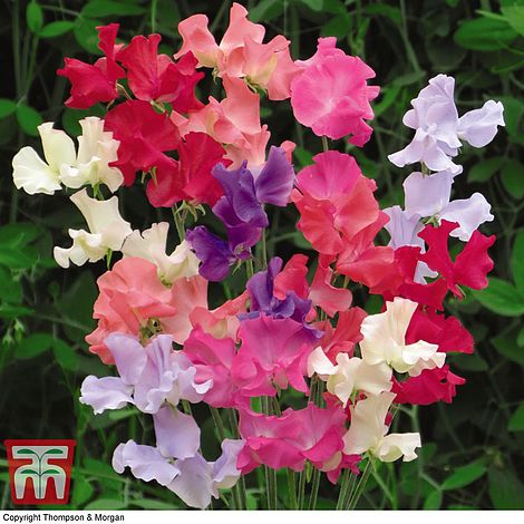 Sweet Pea Here Come the Girls Flower Seeds