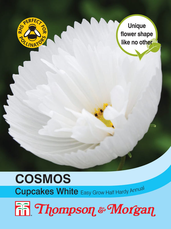 Cosmos Cupcakes White Flower Seeds