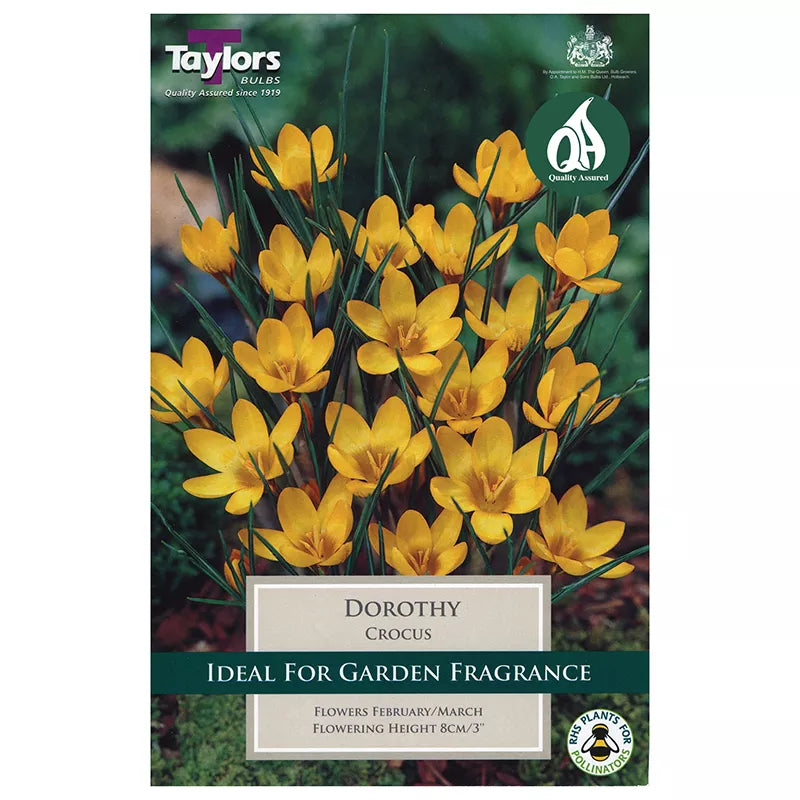 Crocus Dorothy