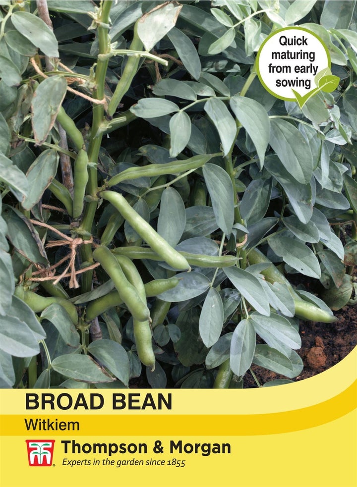 Broad Bean Witkiem Seeds