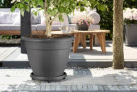 Plant Taxi Wheeled Saucer 40cm Anthracite