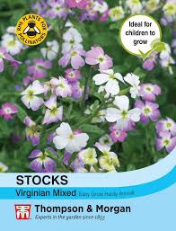 Stocks Virginia Mixed Flower Seeds