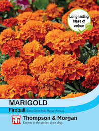 Marigold Fireball Flower Seeds
