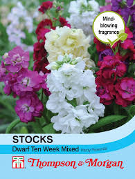 Stocks Dwarf Ten Week Mixed Flower Seeds