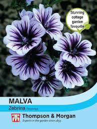 Malva Sylvestris Zebrina Flower Seeds
