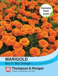 Marigold Boy O Boy Orange (French) Flower Seeds