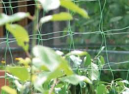 Pea & Bean Netting 2m x 5m x 150mm