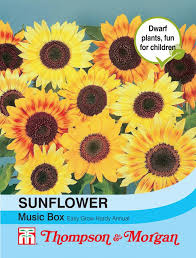 Sunflower Music Box Flower Seeds