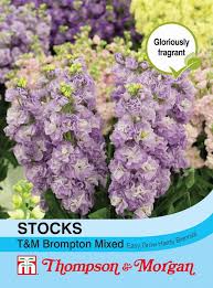 Stocks Brompton Mixed Flower Seeds
