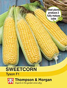Sweetcorn Tyson Seeds