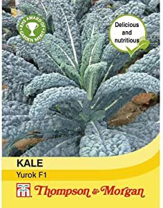 Kale Yurok F1 Seeds