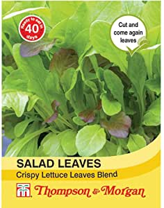 Salad Leaves Crispy Lettuce Blend Seeds
