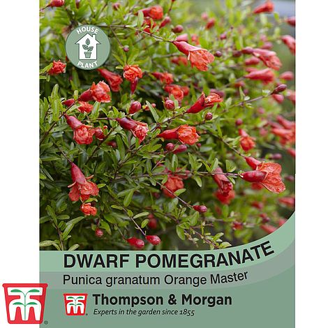 Dwarf Pomegranate Flower Seeds