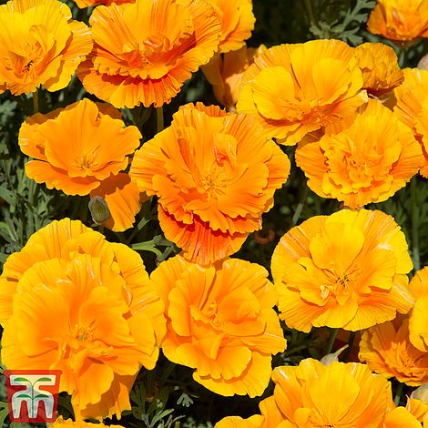 Californian Poppy Lady Marmalade Flower Seeds