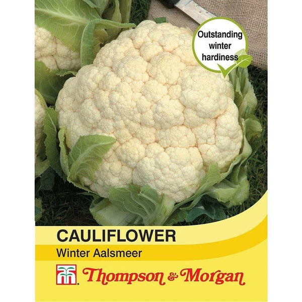 Cauliflower Winter Aalsmeer Seeds