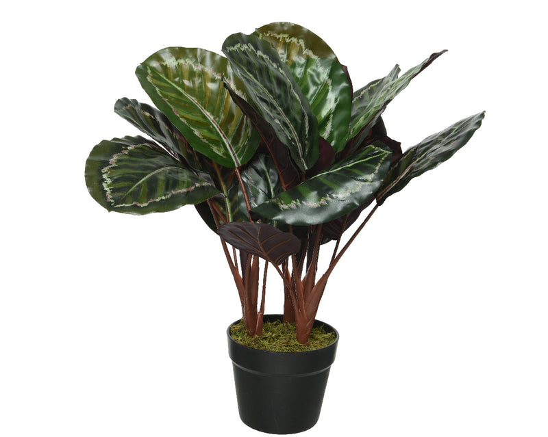 Calathea In Pot Plastic