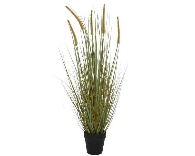 Grass Cats Tail In Pot Plastic
