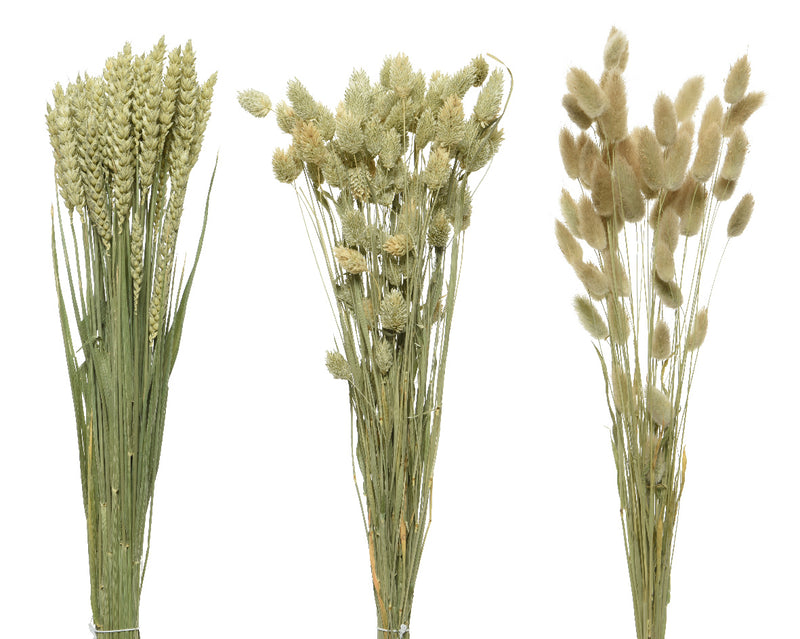 Tarwe Phalaris, Tarwe, Lagurus On Stem Dried Flower 3Ass